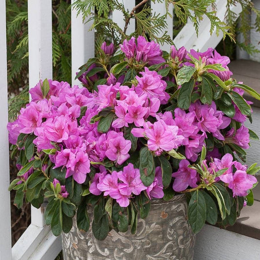 Azalea Bloom-a-Thon® Lavender