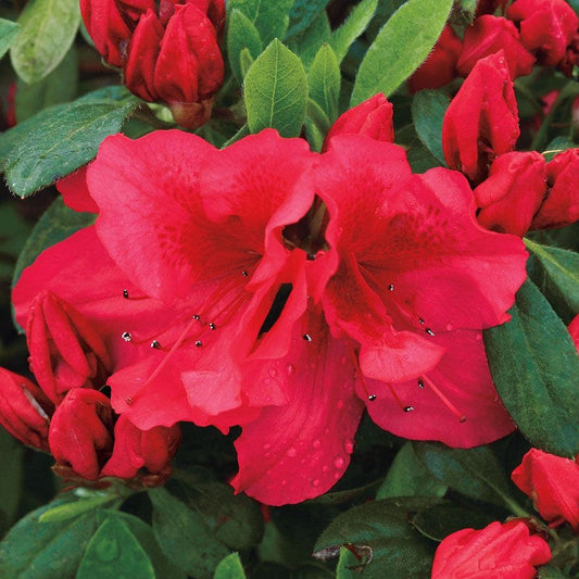 Azalea Bloom-a-Thon® Red