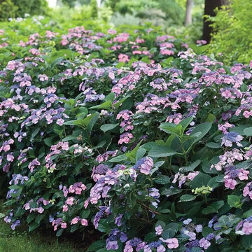Hydrangea Plants for Sale: Bushes & Shrubs – Wayside Gardens