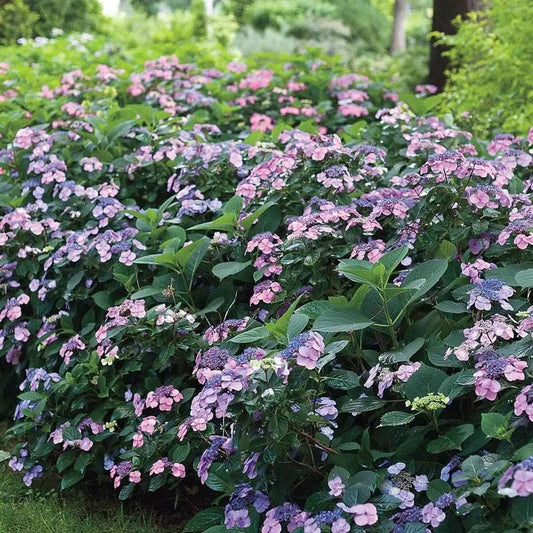Hydrangea Tiny Tuff Stuff™ Mountain Hydrangea