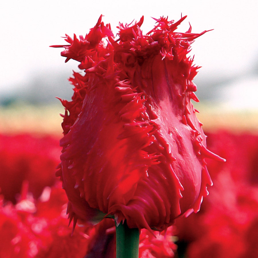 'Barbados' Tulip Bulbs
