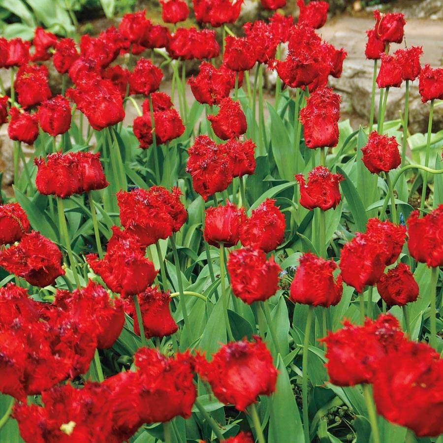 'Barbados' Tulip Bulbs