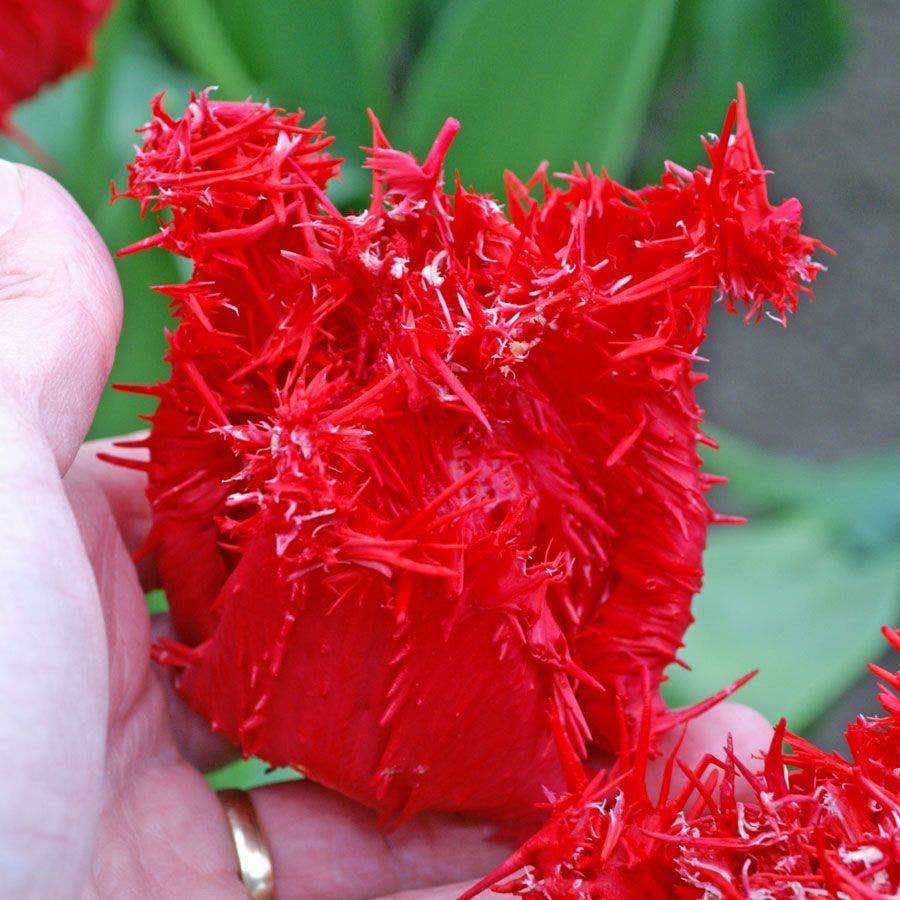 'Barbados' Tulip Bulbs