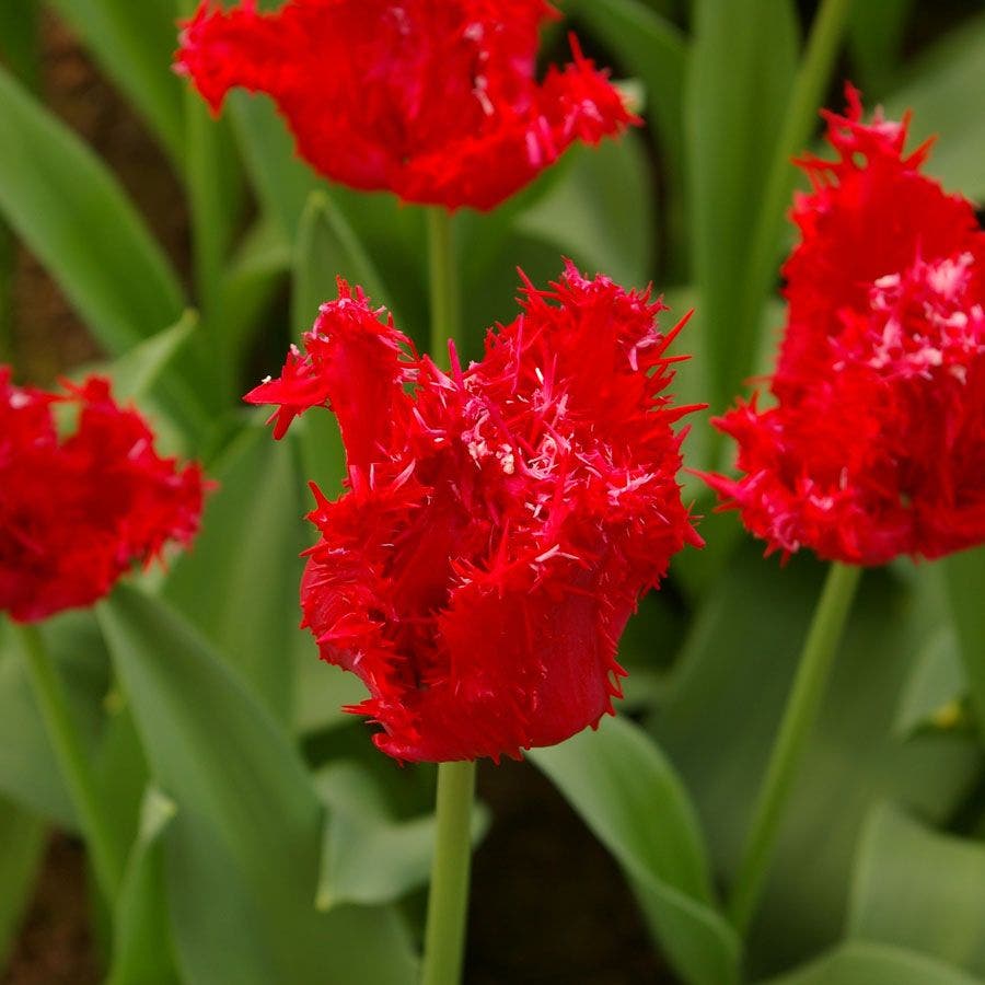 'Barbados' Tulip Bulbs