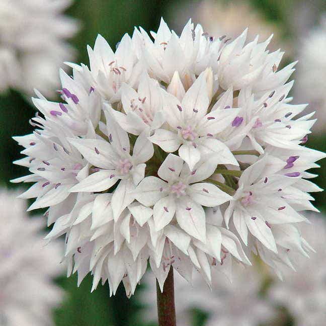 'Graceful Beauty' Ornamental Onion Bulbs