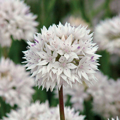'Graceful Beauty' Ornamental Onion Bulbs