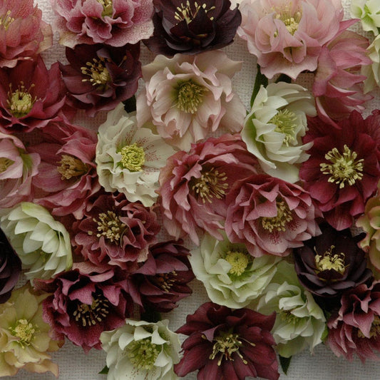 Helleborus 'Mardi Gras Double Mix'
