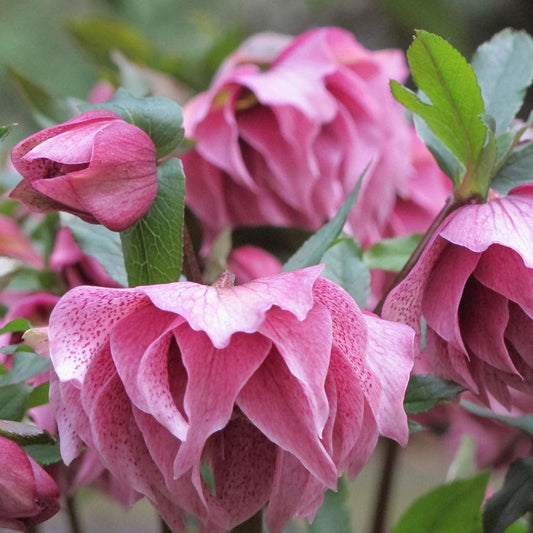 Helleborus 'Mardi Gras Double Mix'