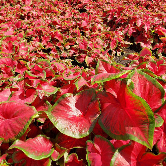 Cherry Tart™ Caladium Bulbs