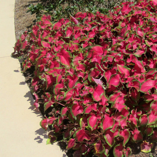 Cherry Tart™ Caladium Bulbs