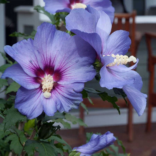 Hibiscus Azurri Blue Satin® Rose of Sharon