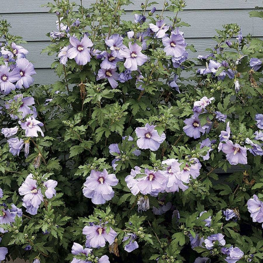 Hibiscus Azurri Blue Satin® Rose of Sharon