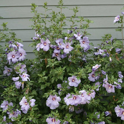 Hibiscus Azurri Blue Satin® Rose of Sharon