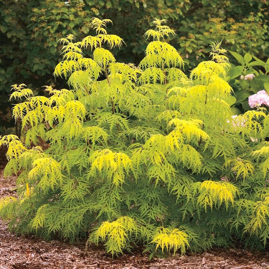 Sambucus Lemony Lace®
