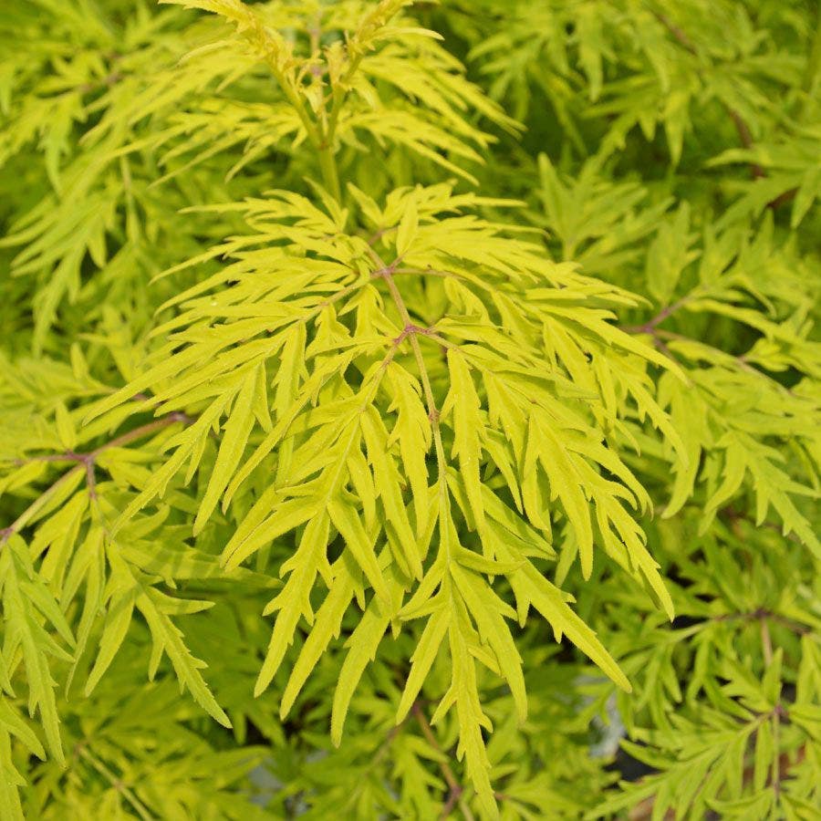 Sambucus Lemony Lace®