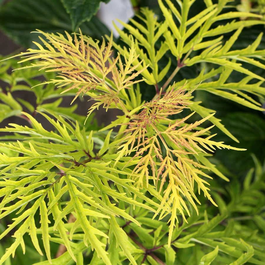Sambucus Lemony Lace®
