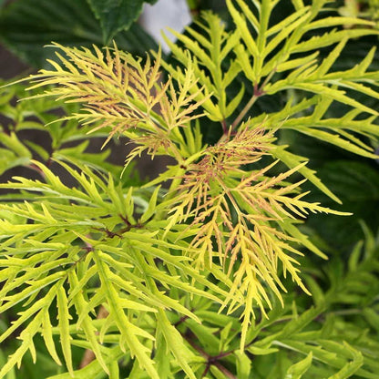 Sambucus Lemony Lace®