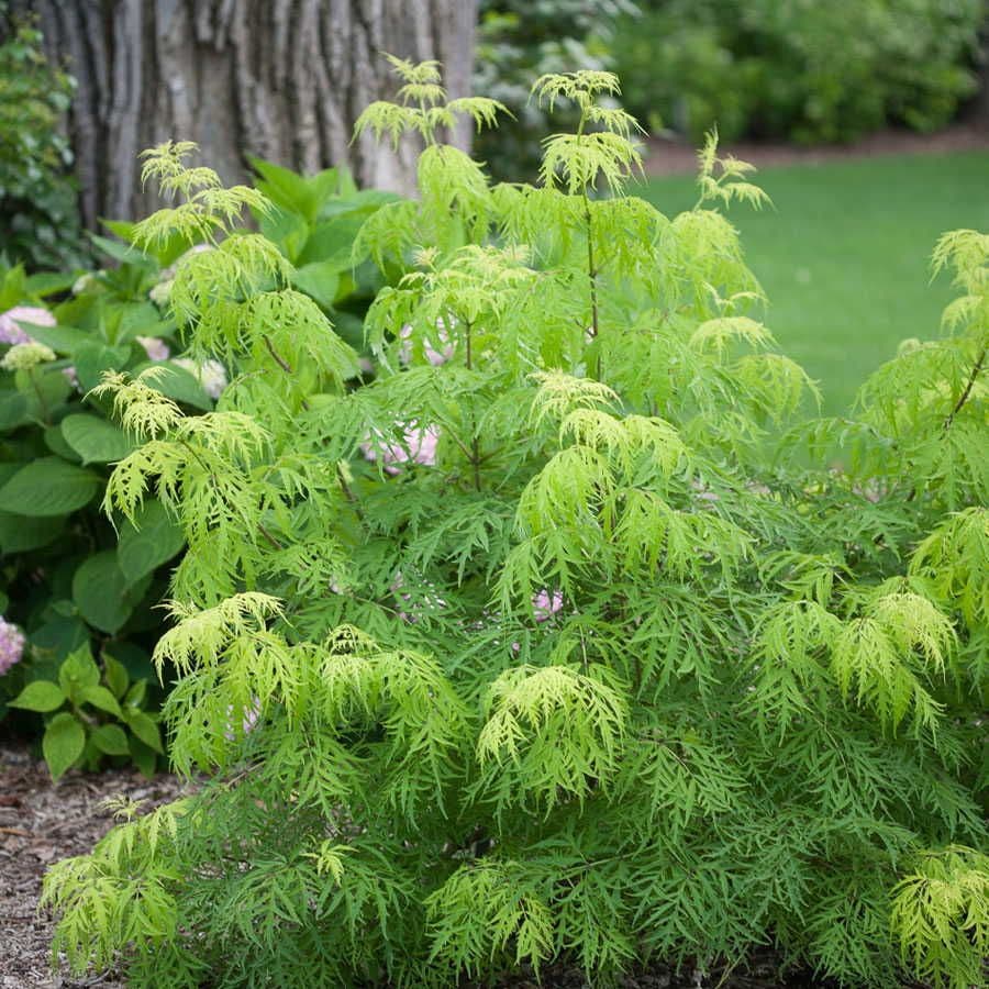 Sambucus Lemony Lace®