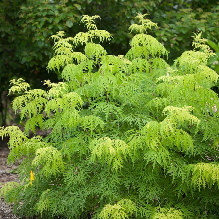 Sambucus Lemony Lace®