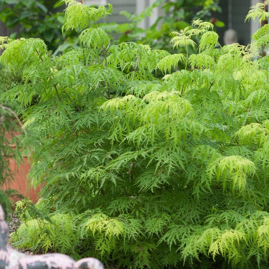 Sambucus Lemony Lace®