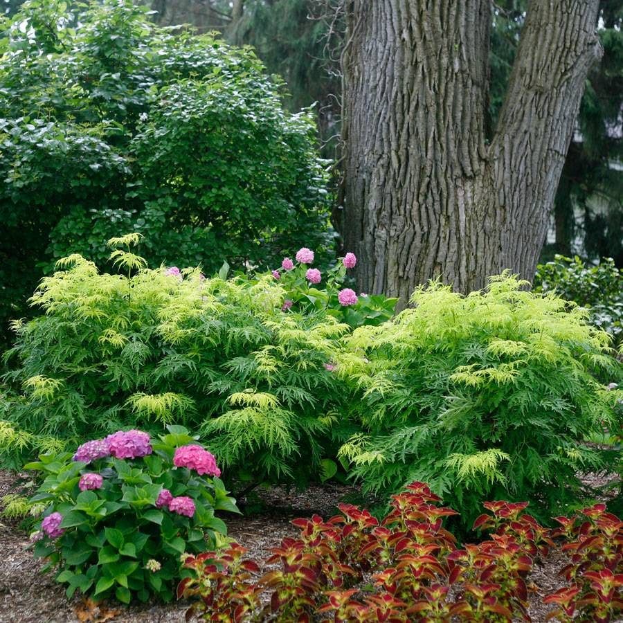 Sambucus Lemony Lace®