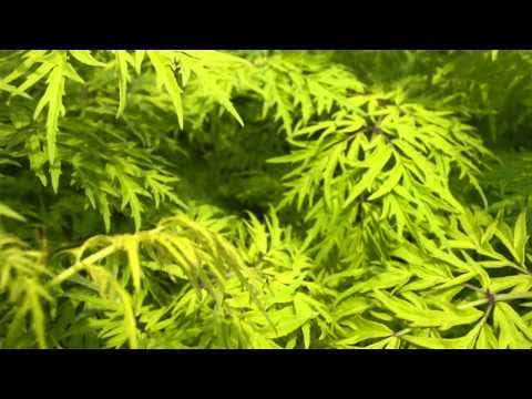 Sambucus Lemony Lace®