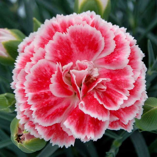 Dianthus 'Coral Reef'