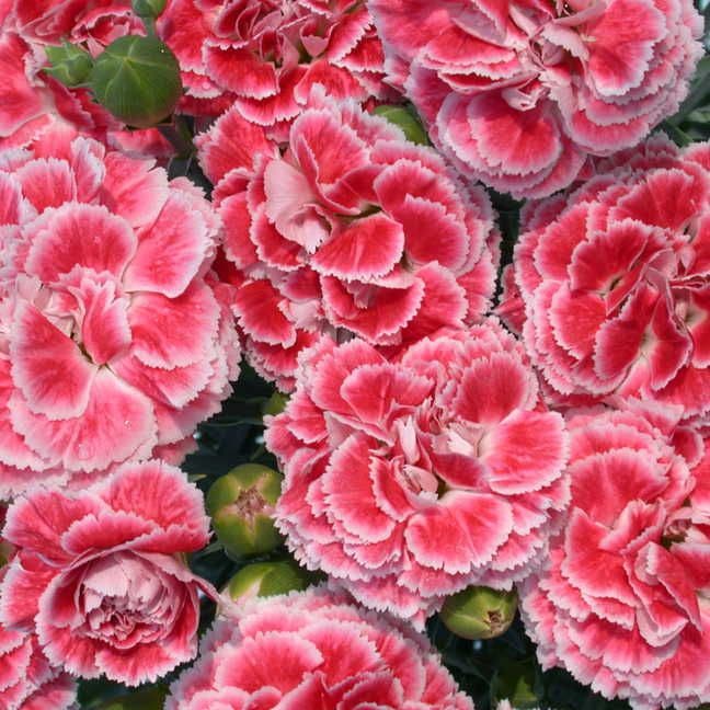 Dianthus 'Coral Reef'