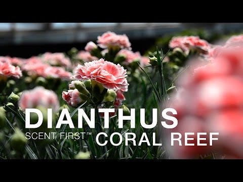 Dianthus 'Coral Reef'