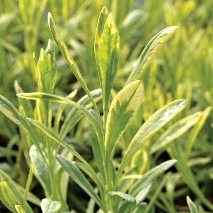 Lavandula Platinum Blonde™