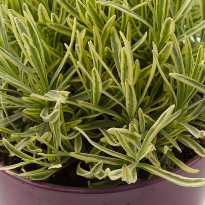 Lavandula Platinum Blonde™