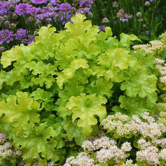 Heuchera 'Lime Ruffles'