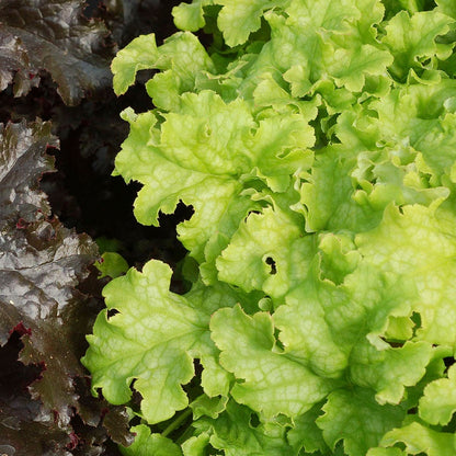 Heuchera 'Lime Ruffles'