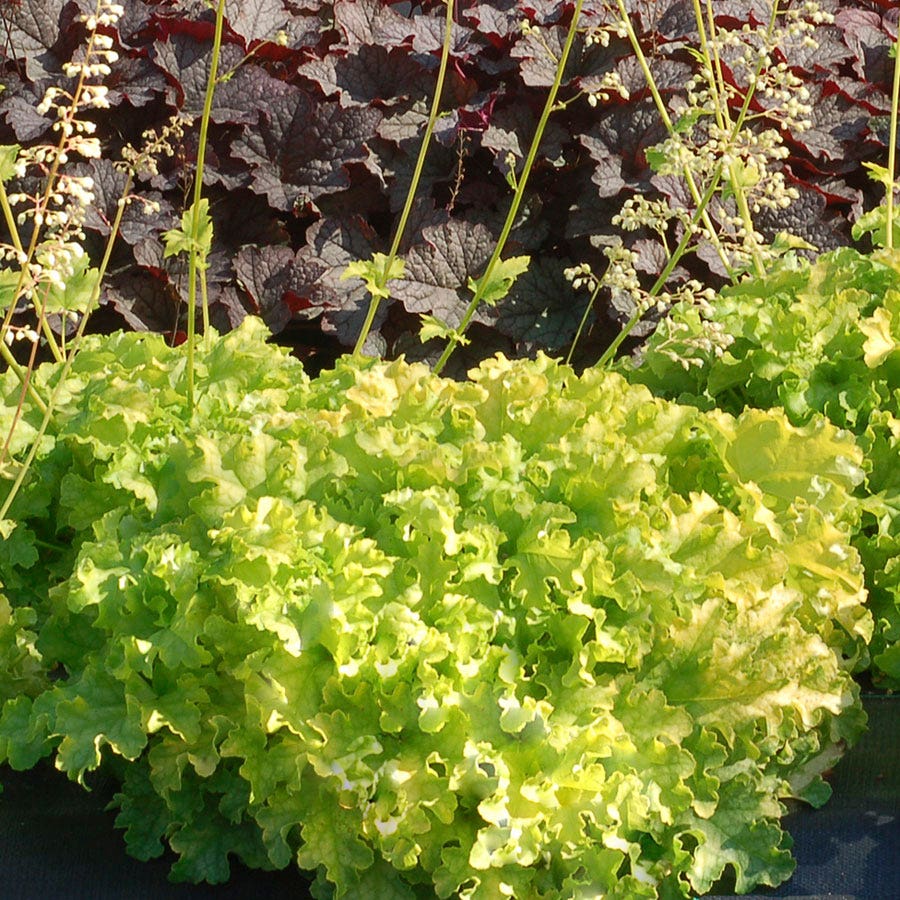 Heuchera 'Lime Ruffles'