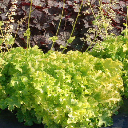 Heuchera 'Lime Ruffles'