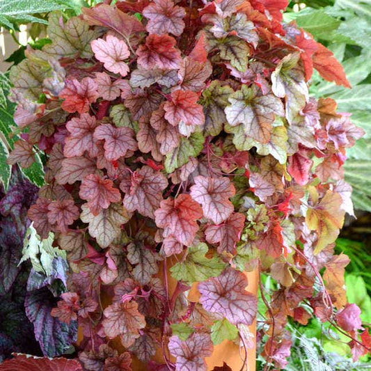 Heucherella 'Copper Cascade'