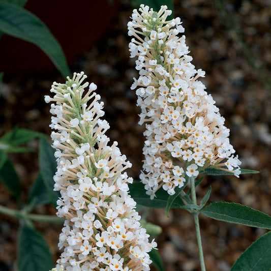 Buddleia Buzz™ Ivory