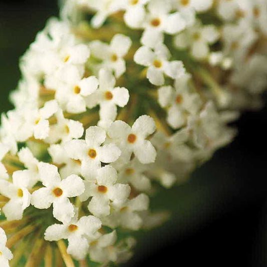 Buddleia Buzz™ Ivory