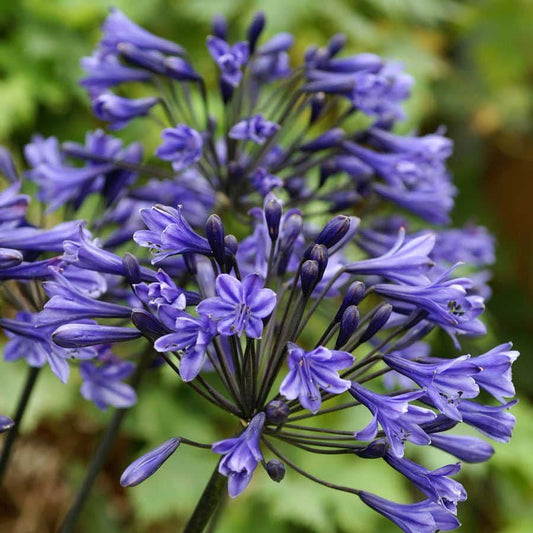 Agapanthus 'Black Buddha'