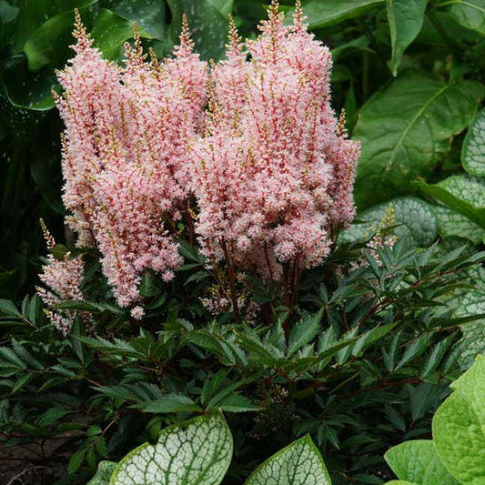 Astilbe 'Look at Me'