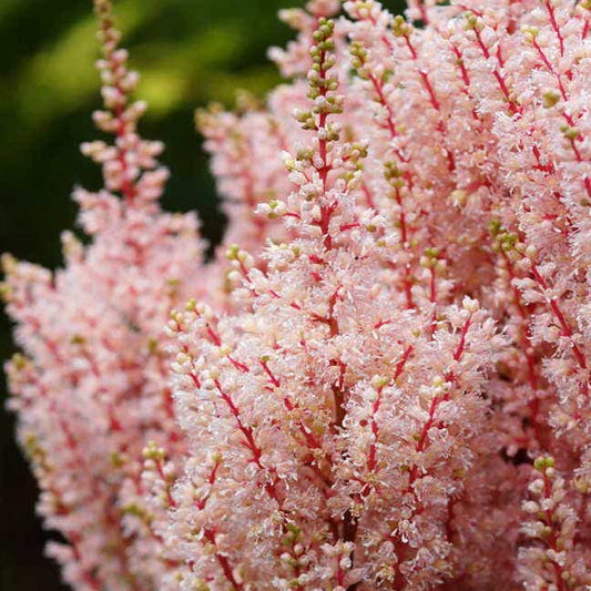 Astilbe 'Look at Me'