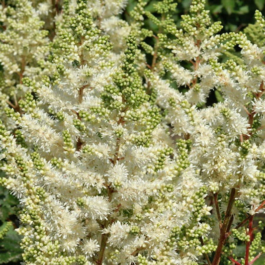 Astilbe Younique White™