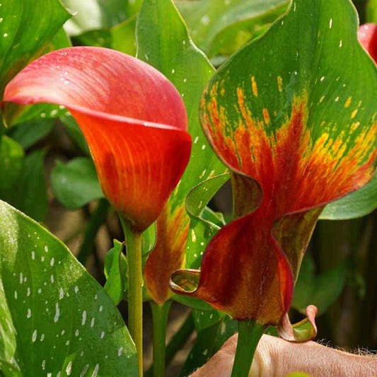 Zantedeschia 'Red Alert'