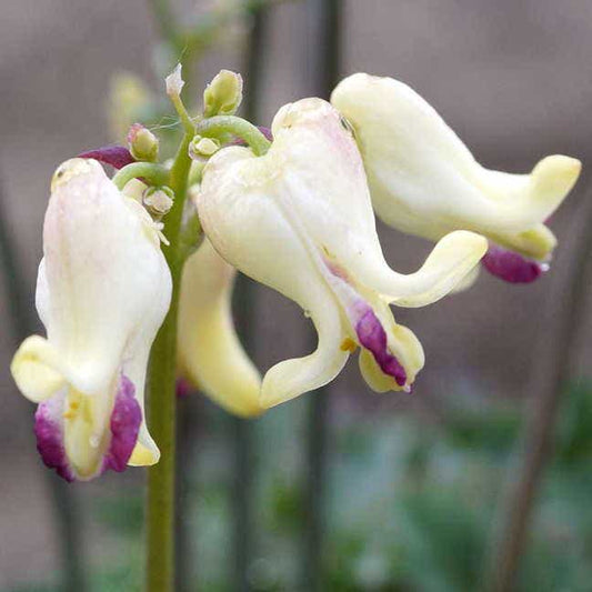 Dicentra 'Love Hearts'