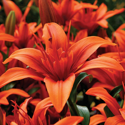 Lilium Asiatic Red Twin® Bulbs