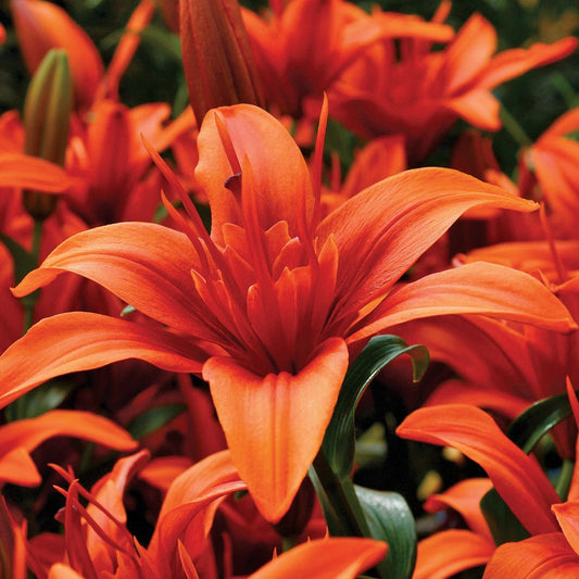 Lilium Asiatic Red Twin® Bulbs