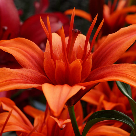 Lilium Asiatic Red Twin® Bulbs