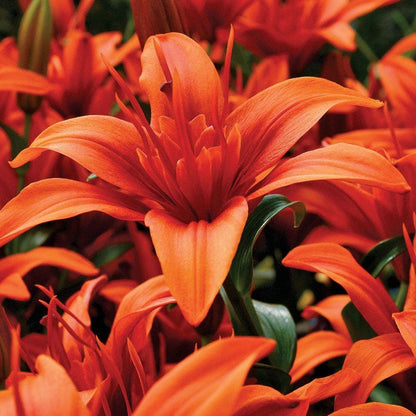 Lilium Asiatic Red Twin® Bulbs