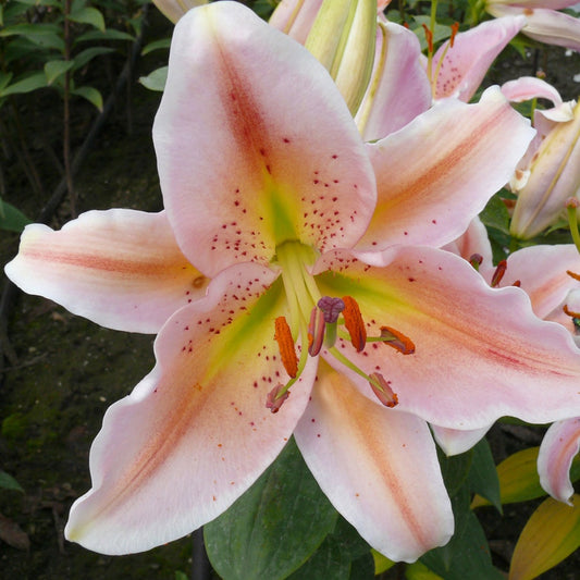 Oriental Lily Salmon Star Bulbs