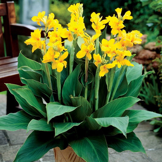 Canna Yara™ Bulbs